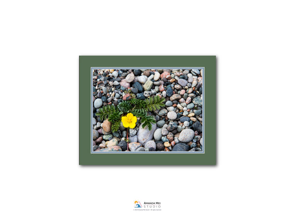 A close-up image of a collection of small rocks and pebbles, with a single yellow flower resting on top of the rocks.