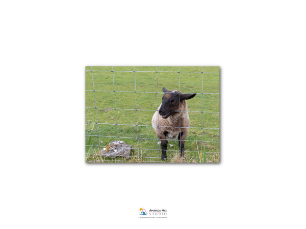 A sheep standing in a grassy field, looking over a wire fence.