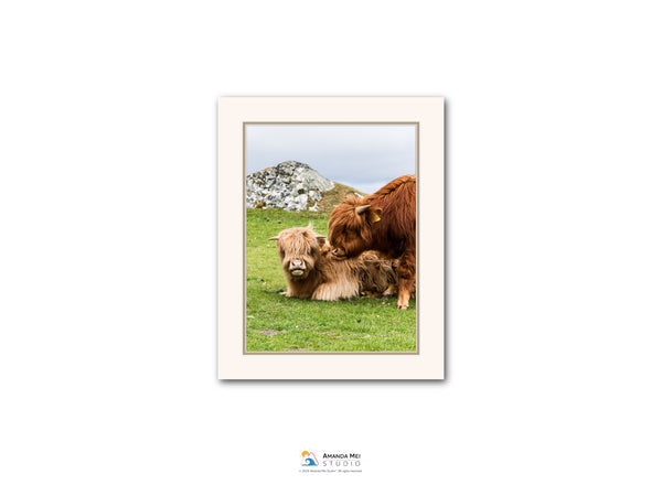 A framed photograph of two brown cows resting in a grassy field with a rocky hill in the background.