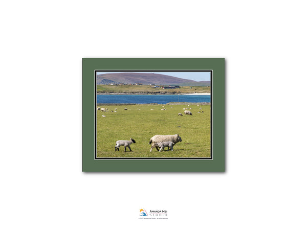 A pastoral scene with a herd of sheep grazing in a grassy field, with a body of water and mountains in the background.