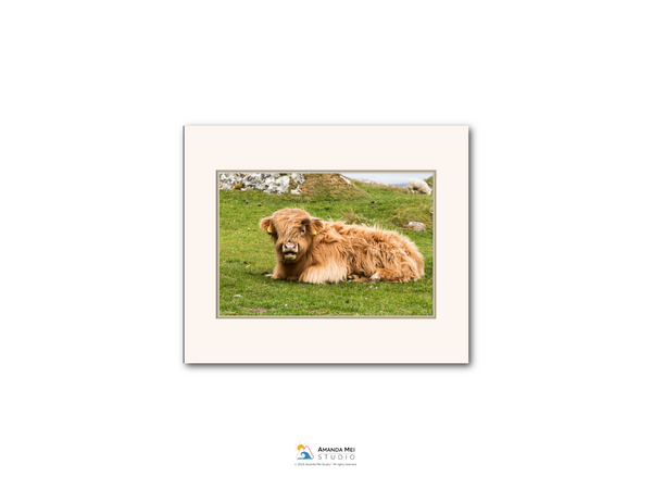 A brown, shaggy-haired animal, possibly a yak or a similar species, is lying down on a grassy field.