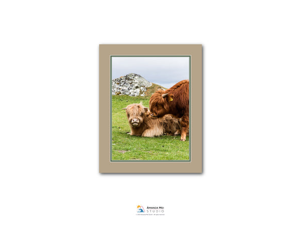 A framed photograph of two brown cows resting in a grassy field with a rocky hill in the background.
