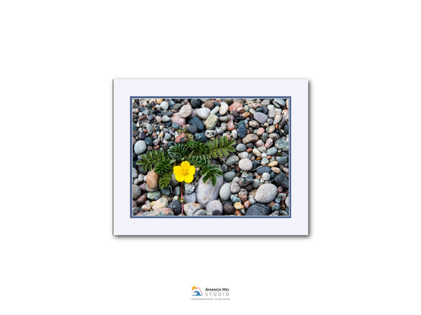 A close-up photograph of a collection of small rocks and pebbles, with a single yellow flower resting on top of the rocks.
