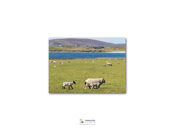 A pastoral scene with a herd of sheep grazing in a lush green field, with a body of water and a hill in the background.
