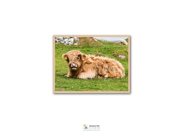 A brown, shaggy-haired animal, possibly a yak or a similar species, is lying down on a grassy field.