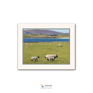 A pastoral scene with a herd of sheep grazing in a grassy field, with a body of water and mountains in the background.