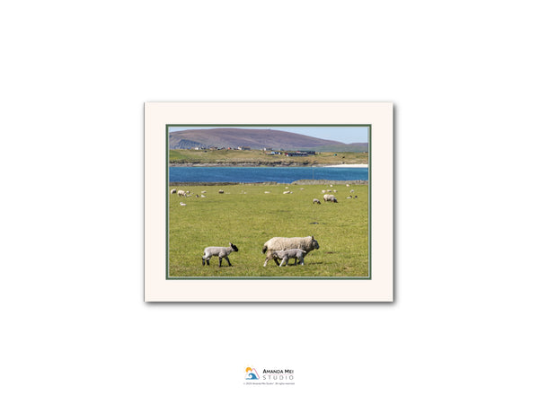 A pastoral scene with a herd of sheep grazing in a grassy field, with a body of water and mountains in the background.