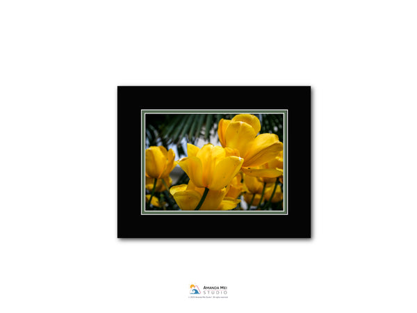 A close-up view of vibrant yellow tulips in bloom, framed within a black border.