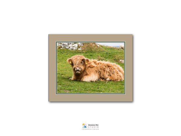 A brown, shaggy-haired animal, possibly a cow or a yak, is lying down on a grassy field.