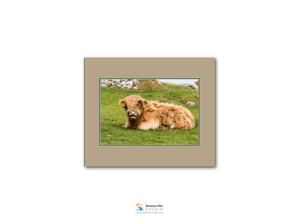 A brown Highland cow is resting on a grassy hillside in the image.