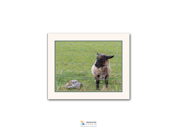 A sheep standing in a grassy field, looking over a wire fence.