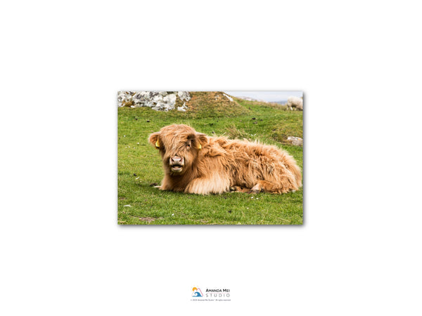 A brown, shaggy-haired animal, possibly a yak or a similar species, is lying down on a grassy field.