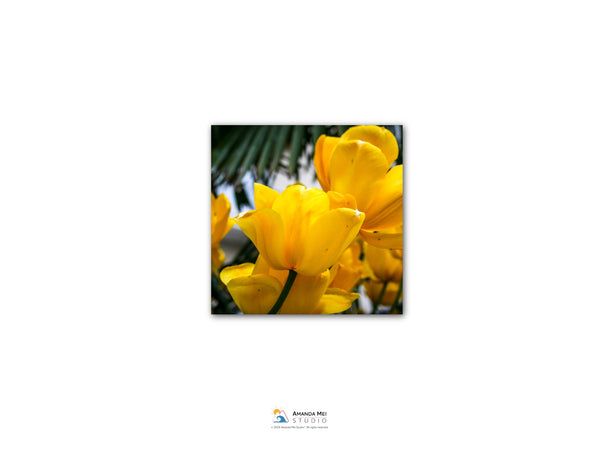 Tulips in Glion - Montreux, Switzerland | Acrylic Face-Mounted Print