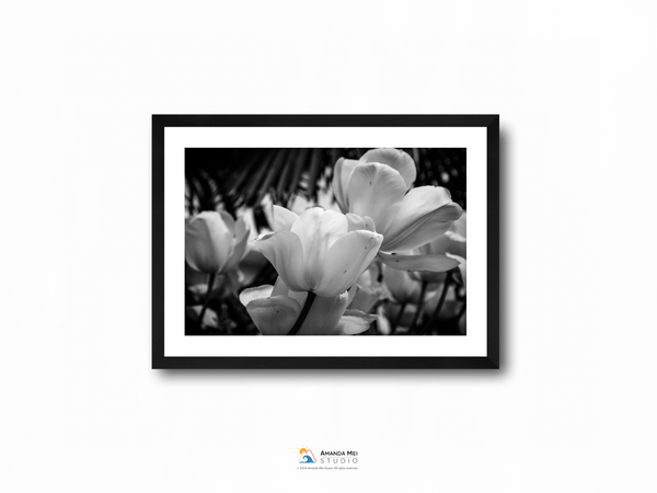 Tulips in Glion Black & White - Montreux, Switzerland