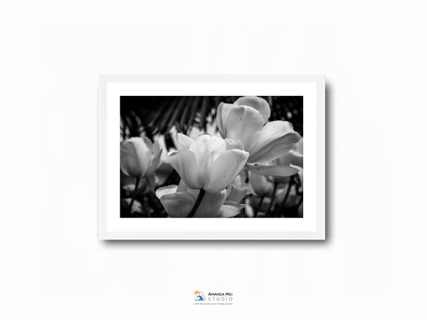 Tulips in Glion Black & White - Montreux, Switzerland