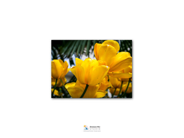 Tulips in Glion - Montreux, Switzerland | Acrylic Face-Mounted Print