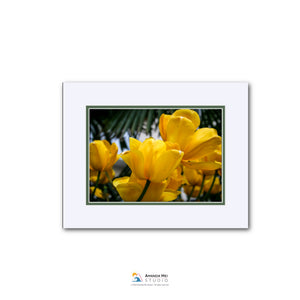 A close-up view of vibrant yellow tulips in bloom, with a lush green background.