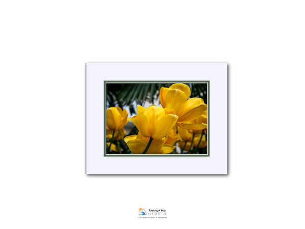 A close-up view of vibrant yellow tulips in bloom, with a lush green background.