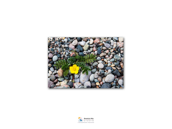 A single yellow flower blooms amidst a bed of small rocks and pebbles.