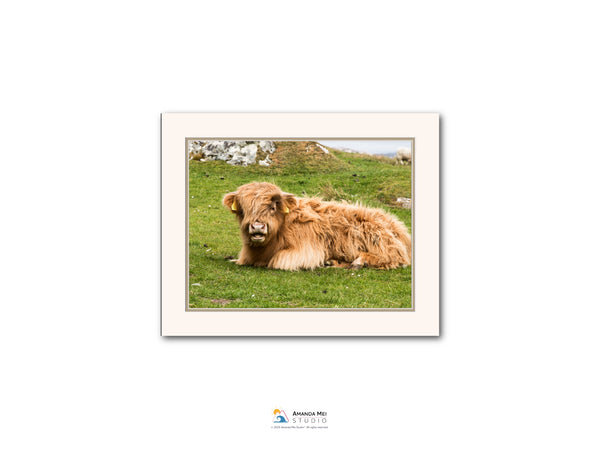 A brown, shaggy-haired animal, possibly a cow or a yak, is lying down on a grassy field.