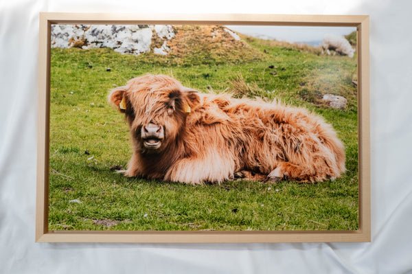 A brown, shaggy-haired animal, possibly a yak or a similar species, is lying down on a grassy field.