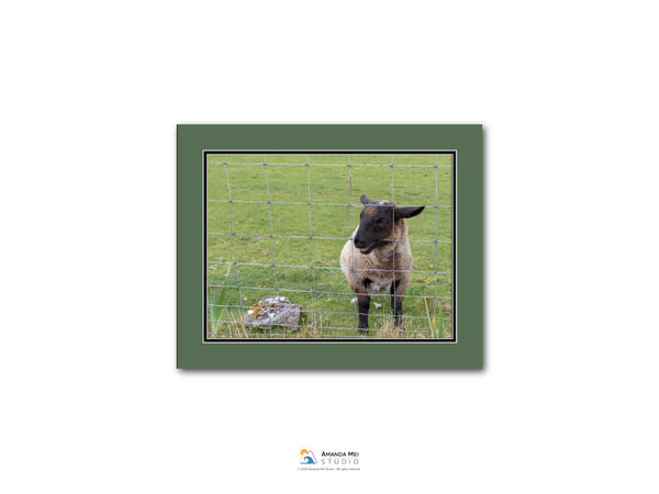 A sheep standing in a grassy field, enclosed by a wire fence.